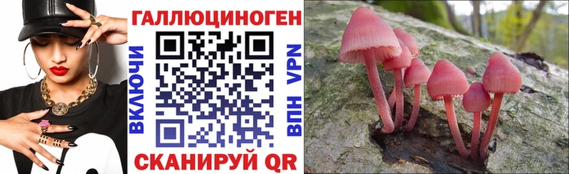 Псилоцибиновые грибы Psilocybine cubensis  Черняховск 