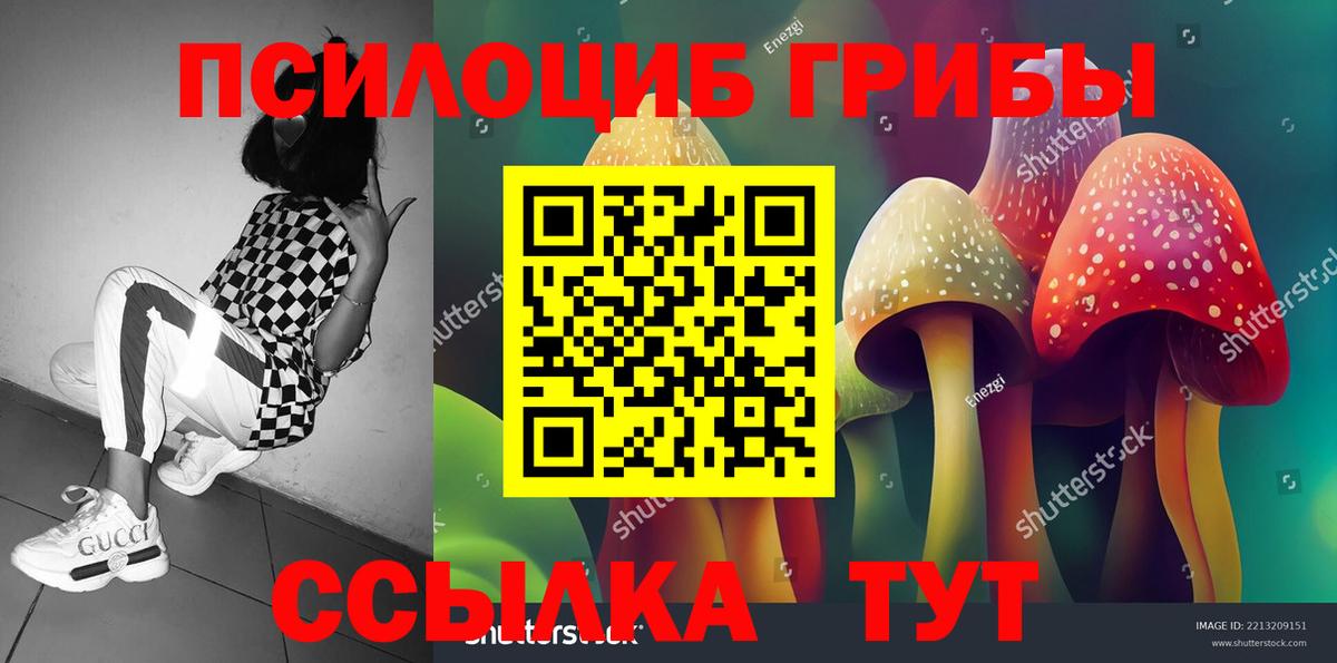 Галлюциногенные грибы Psilocybe Черняховск